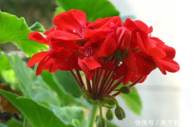 4种花好养又漂亮,花朵大花期长,漂亮高端上档次