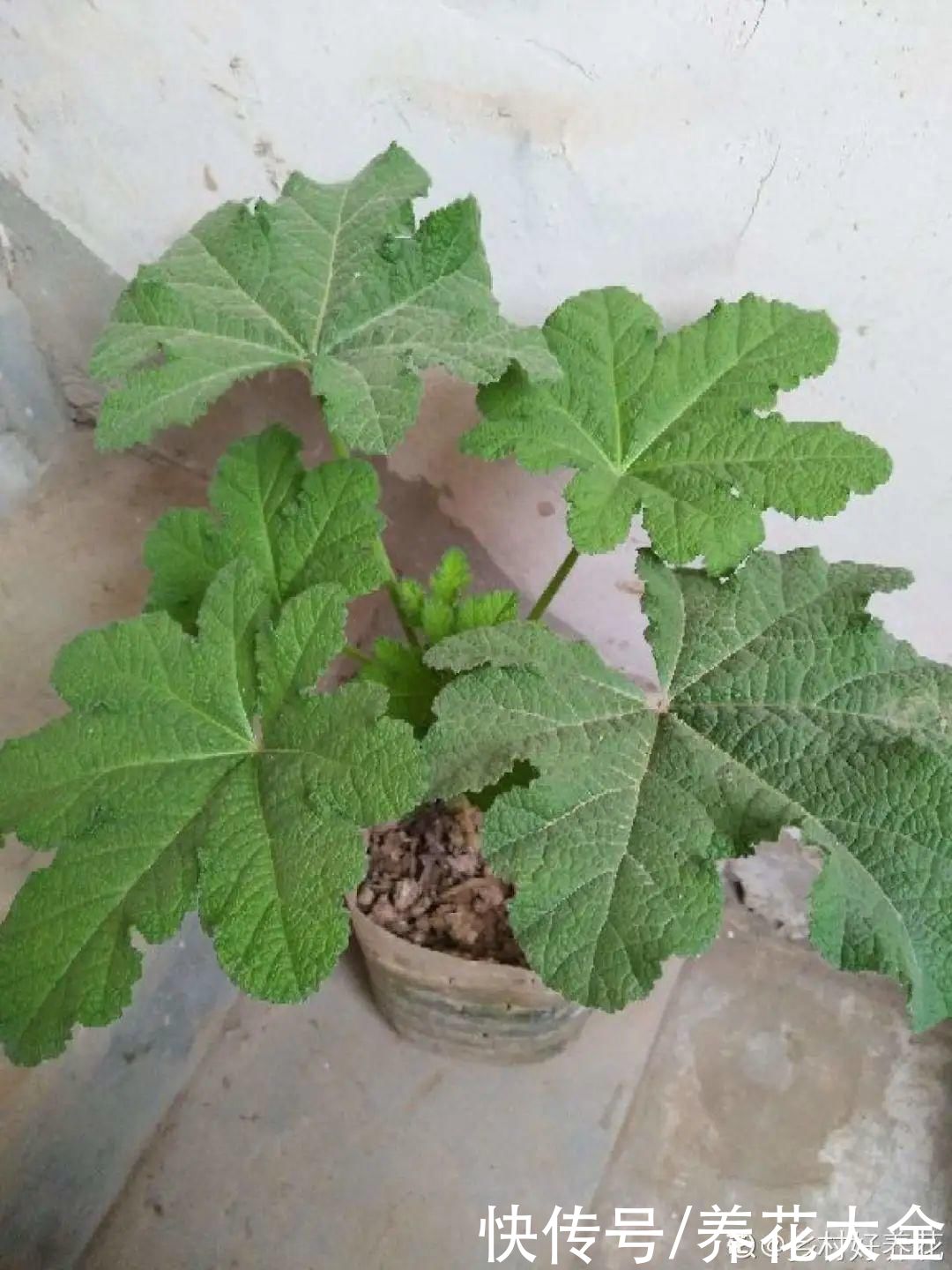 晒不死、热不死的花，越晒花越多，越热长越快