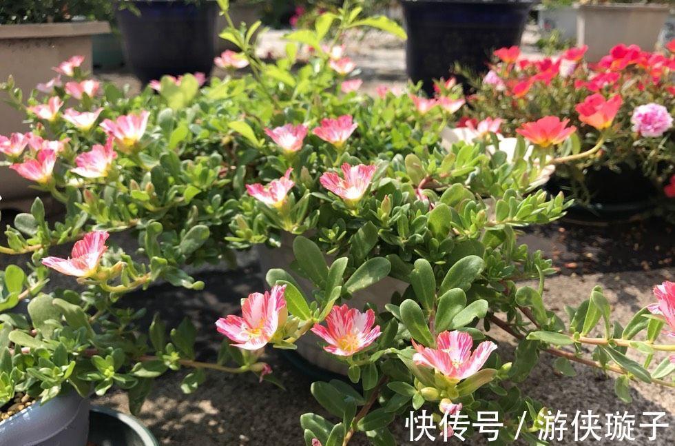 太阳花过冬,有一个技巧,顺利越冬、来年长成小树开爆花很漂亮