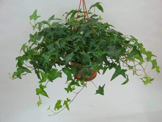 5种花卉，有水就能爆盆，不需要怎么打理，家居养花最合适了！