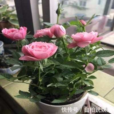 这几种花比香水还要香,把它栽在阳台,香味会让你心旷神怡