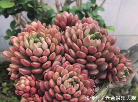 养盆多肉红宝石,不仅生长快易群生,更容易逆袭长成肉墩子!