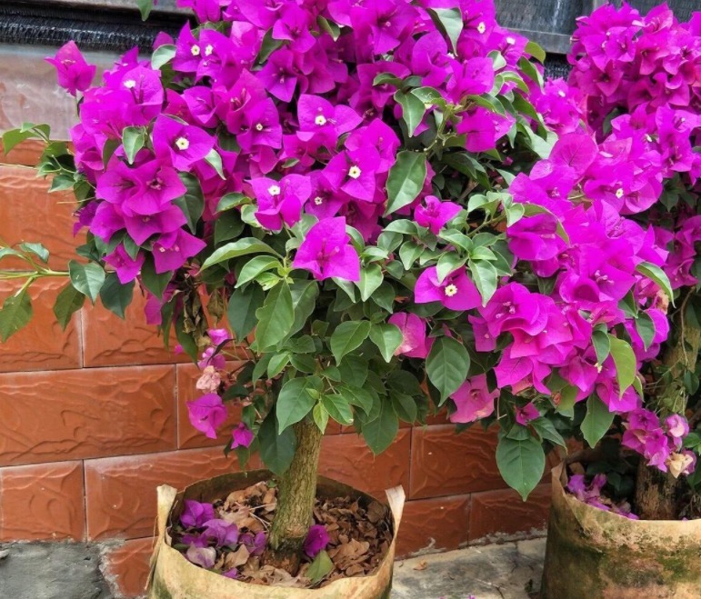 土质|养花，戒掉这些坏习惯，养啥花都简单，爆盆不成问题