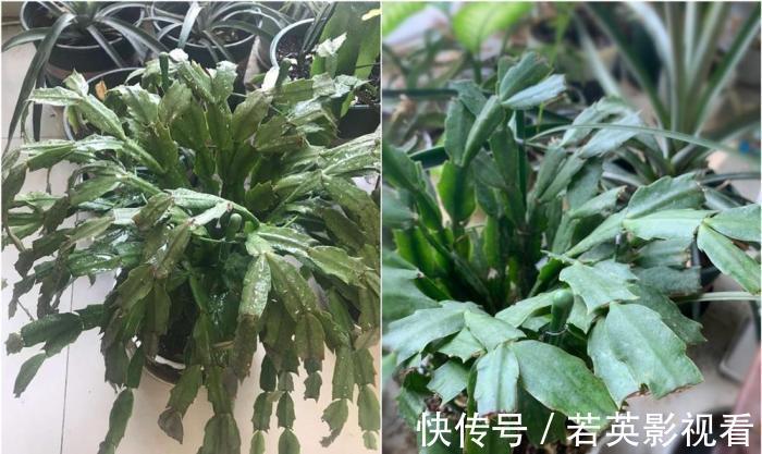 叶片|蟹爪兰度夏后叶片又薄又蔫,3招养厚叶片,秋花砰砰开爆盆!