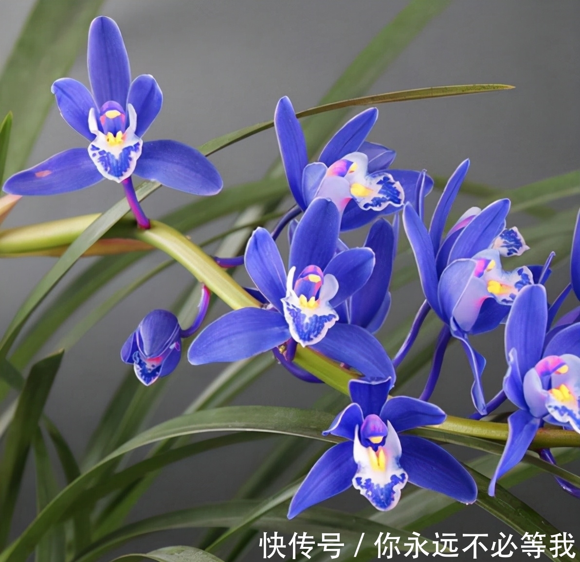 爱兰|这款罕见兰花,突然就火了,被誉为是最美兰花,遇到别错过