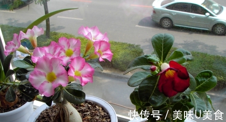 漂亮|夏季养沙漠玫瑰,不用多操心,做好这3点开花多又漂亮