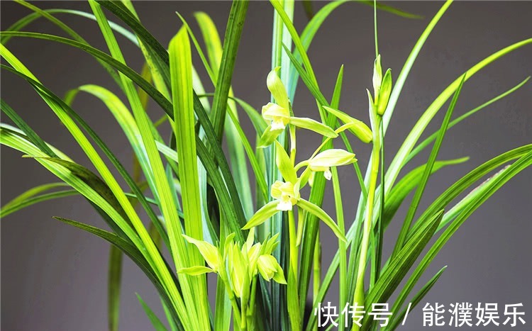 养兰花,牢记1个字,兰花蹭蹭长,枝叶油绿花娇俏!