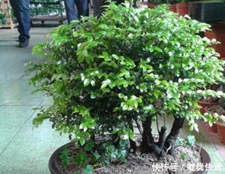 树桩|一鸣惊人的5种树桩盆景，好看还不贵，养家里奢华显档次!