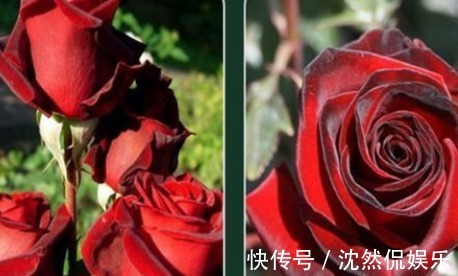 养花|新手养花,不如养盆花中精品“黑魔术玫瑰”,妩媚动人,观赏性高