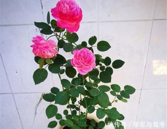 月季“矮化”处理,长不高,满花苞,开花劲爆,人人惊艳!