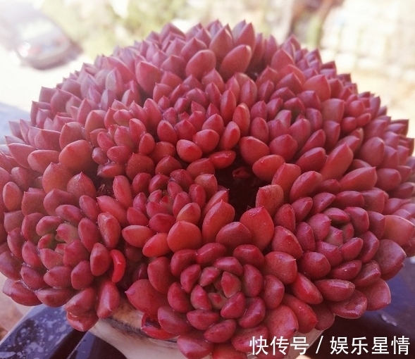 捧花|原来红宝石多肉，不但能养出鲜红的颜色，还能培育成“捧花”状态