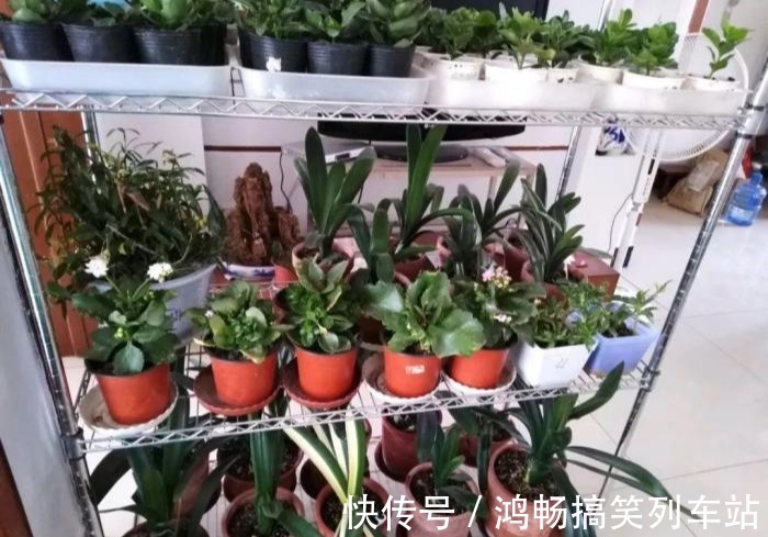 浇水|家里有此7种花，少浇水不能晒，天热要休眠早看早知道