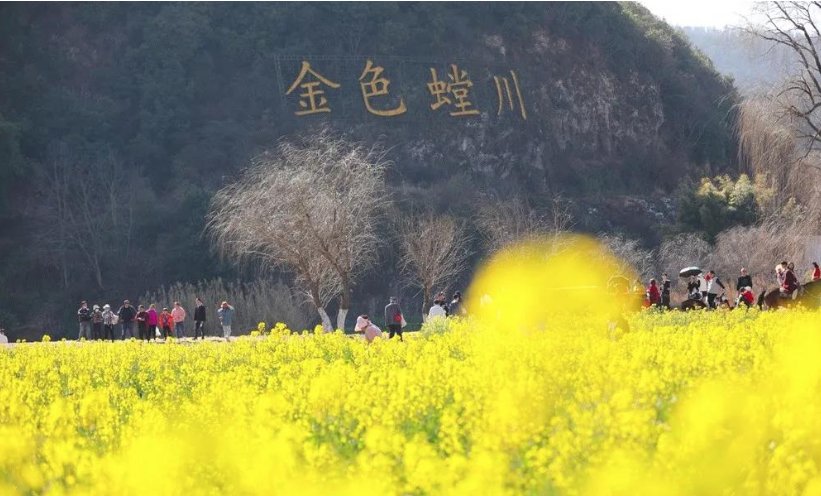 老年|温泉牧羊湖油菜花盛开，牛年第一抹暖色！
