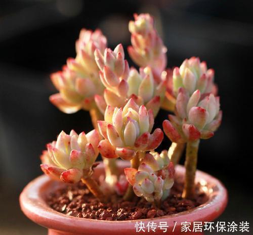 果冻色|多肉小美女,好看又好养,易群生长满盆,养成果冻色老桩!