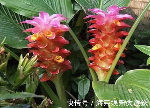 血管|中药材“郁金”打通血管里的瘀和堵,是金子总会发光!