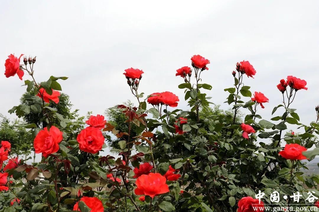 满城|【美丽甘谷】甘谷：月季花开醉满城