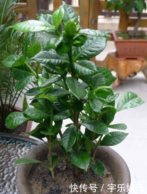 茜草科|养“栀子花”,注意1个小细节,不黄叶、不掉苞,油绿茂盛开花多