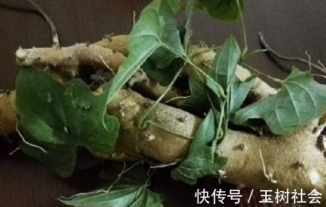 药效|长在树上的药材，药效很大，农民不敢用，城里卖300块钱一斤