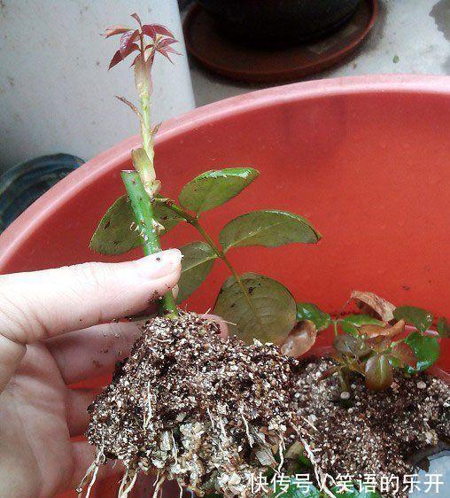 月季扦插管理方法