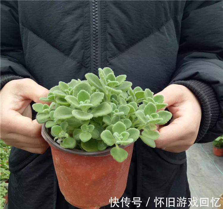 家里养盆香多肉,室内飘满香气,肥美又鲜亮