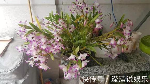 还在养绿萝家里养盆“香香花”，好看好闻，清香四溢精神好！