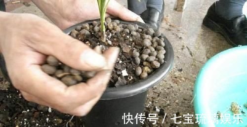 新芽|兰花盆里,放几粒“它”,比啥肥都好使,猛窜新芽,越长越旺