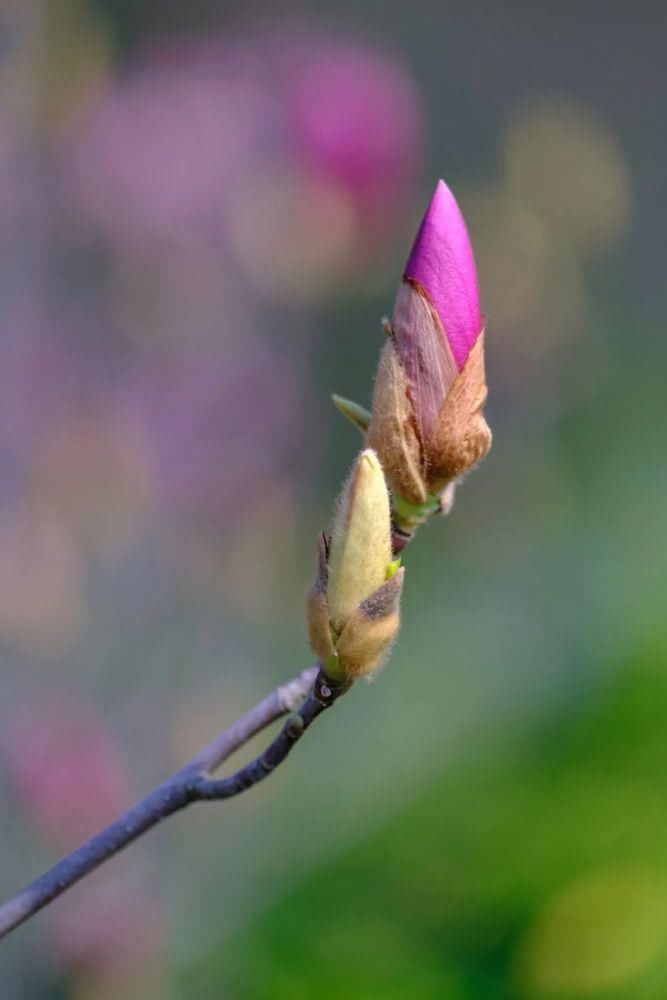 知识|七星岩玉堂春、宫粉紫荆踏春而至，美出新高度！