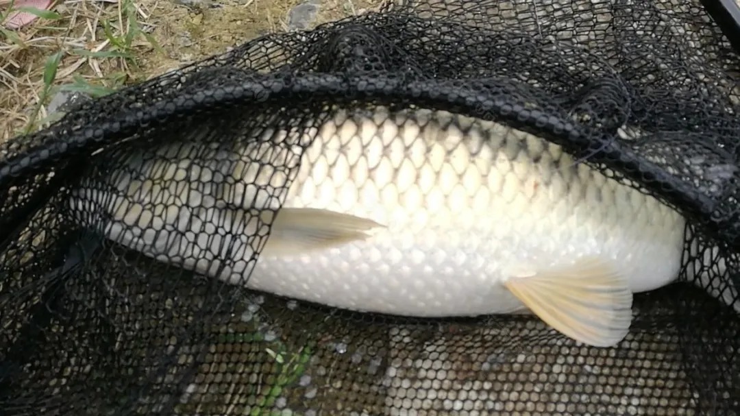 玉米钓鱼秘诀,再也不用看别人钓鱼表演,自己也能狂拉大鱼!