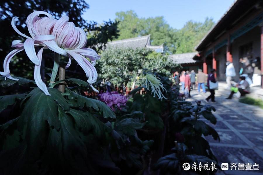 海豹池|菊花吐蕊，菊香四溢，趵突泉菊展代客来