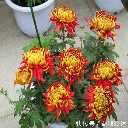 这3种花就是开花机器,一到夏天就摘心,满树花苞太美了