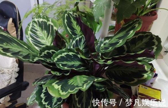 淘米水、啤酒、牛奶浇花，有什么忌讳？弄懂这些变成养花的宝贝