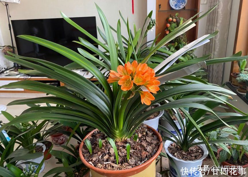 新手|君子兰秋天翻盆，有5段“顺口溜”，简单好学，新手照做即可