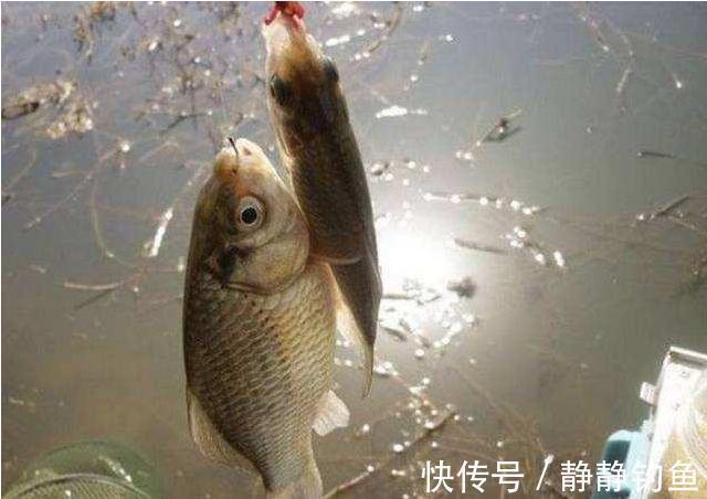 冒出水面|冬天太冷,鱼不好找?庆幸老钓手透露这几招,上鱼速度那叫一个快