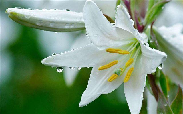 适合懒人养的几种花,一个月浇一次水,在室内照样爆盆蹭蹭的长