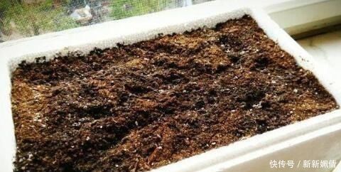 花都|这4种土不能养花，很容易招虫烂根，养啥花都活不久