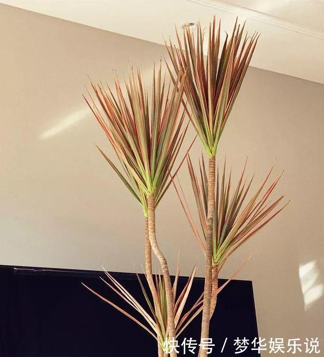 懂花的人都选5种花:“人养花、花养人”,盆盆都是精品