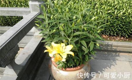 兰花|这6种好活的高颜值植物,老人最爱在家养殖