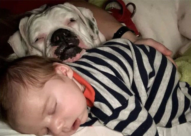 监控|2岁男孩总在狗窝里醒来，父母觉得困惑，查看监控后觉得很温馨