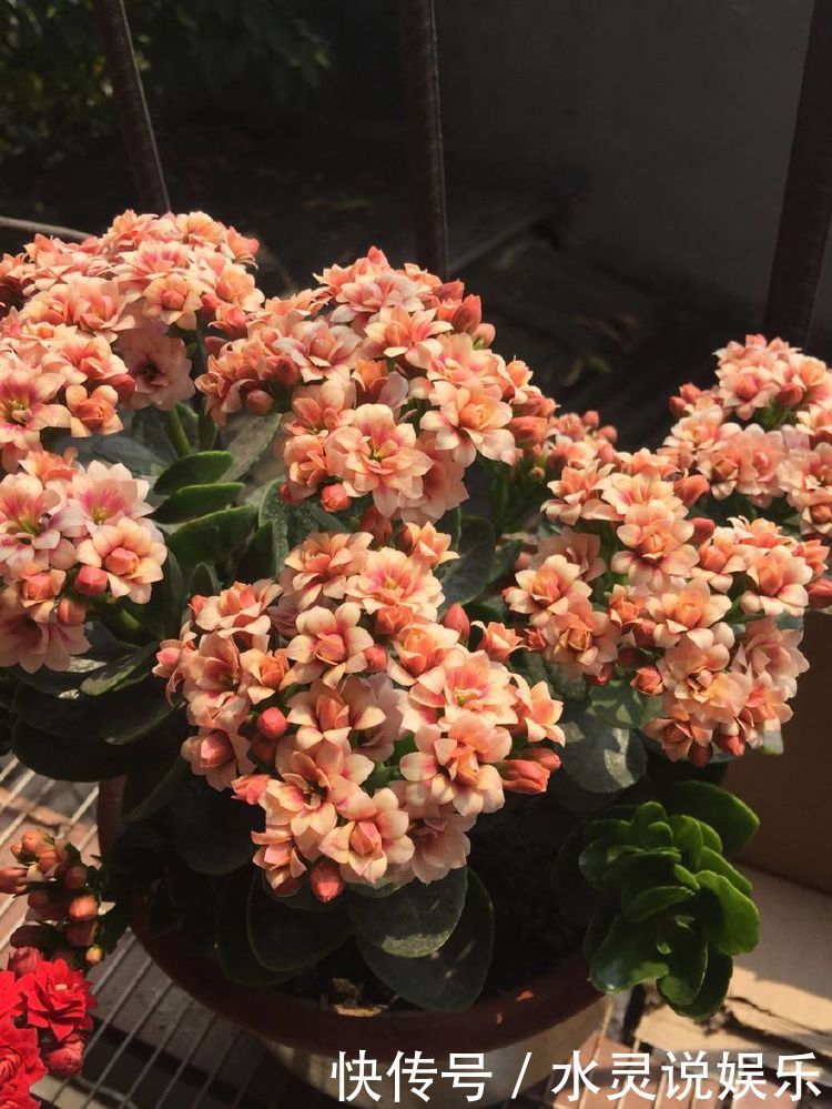 名菊|喜欢牡丹，不如养“优良名菊”绿朝云，花似惊鸿起舞，晶莹碧绿