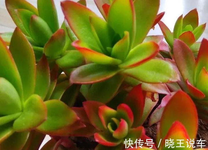 花生壳养多肉不烂根,长势好,株型肥美又漂亮