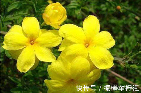 家里养花,不如养“珍奇名菊”火龙爪,似火焰飞舞,娇媚优雅