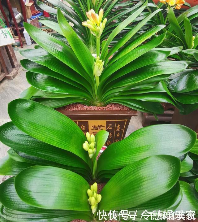 花箭|君子兰催花实操经验,现在行动,一个月后就冒花箭