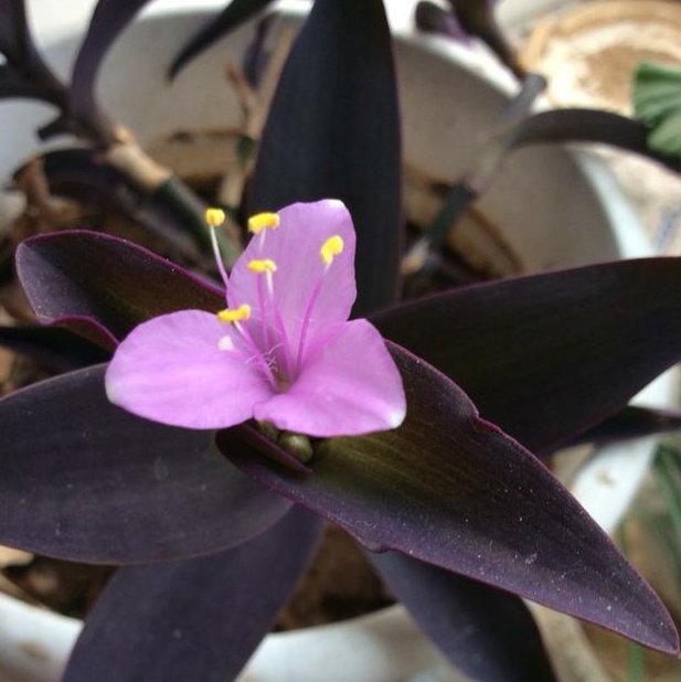 植物|别再养绿萝吊兰了,此花美丽又好养,扔进土里就能活,四季有花开