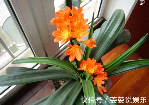 疯长|家里花卉盆栽做好这几种养护，很快叶绿疯长，开花到爆盆满屋飘香
