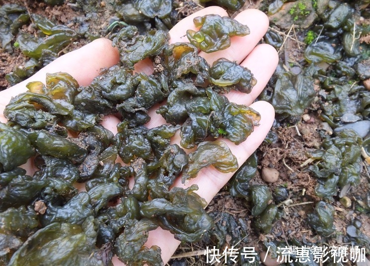 排泄物|这种植物长得难看又难洗,如今成了道美食,卖到28元一斤