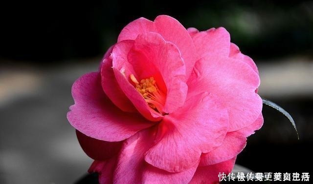 空气湿度|茶花掉花苞的原因,藏在一句“顺口溜”里,古人的经验,值得借鉴!