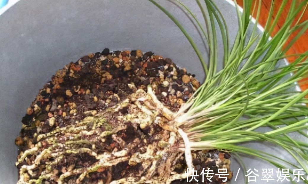 植料|给兰花换盆,注意5个“要点”,保证兰花根系壮,后期长势旺