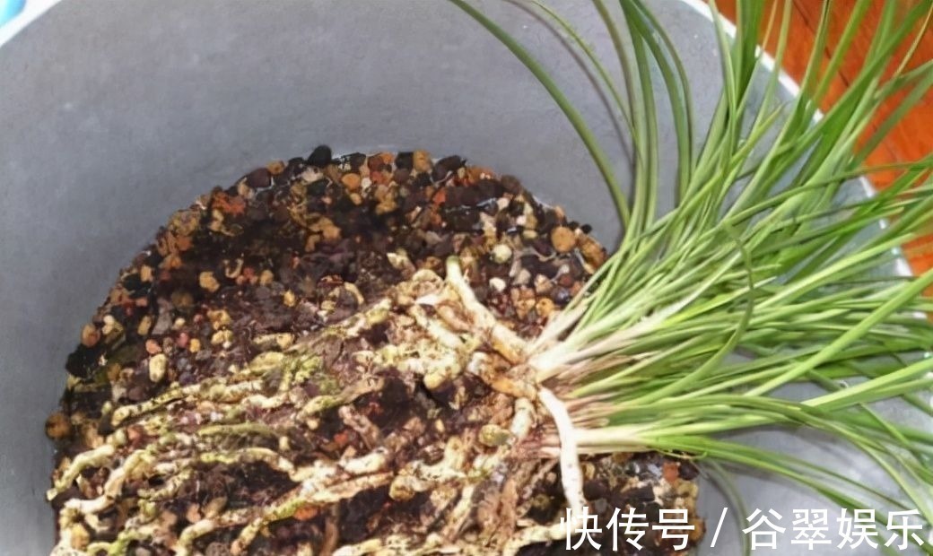 植料|给兰花换盆，注意5个“要点”，保证兰花根系壮，后期长势旺