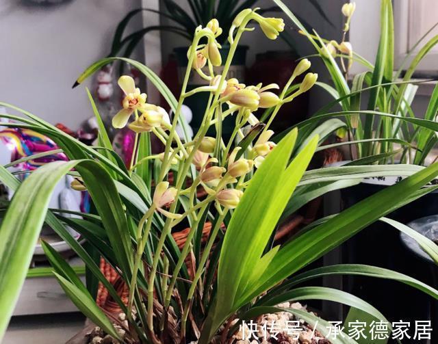 土质|天气转凉,室内养兰花,该注意什么?盆栽谨记4点长势猛