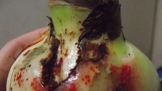 肥皂溶液|家中养花,这5毛钱的小东西别乱丢,能让花蹿到2米高,你知道了吗